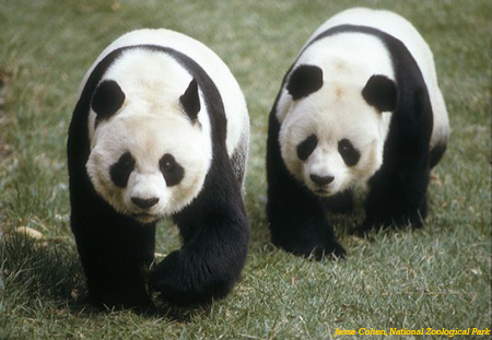 China's two pandas reject Taiwan bamboo, lose 3 kg 